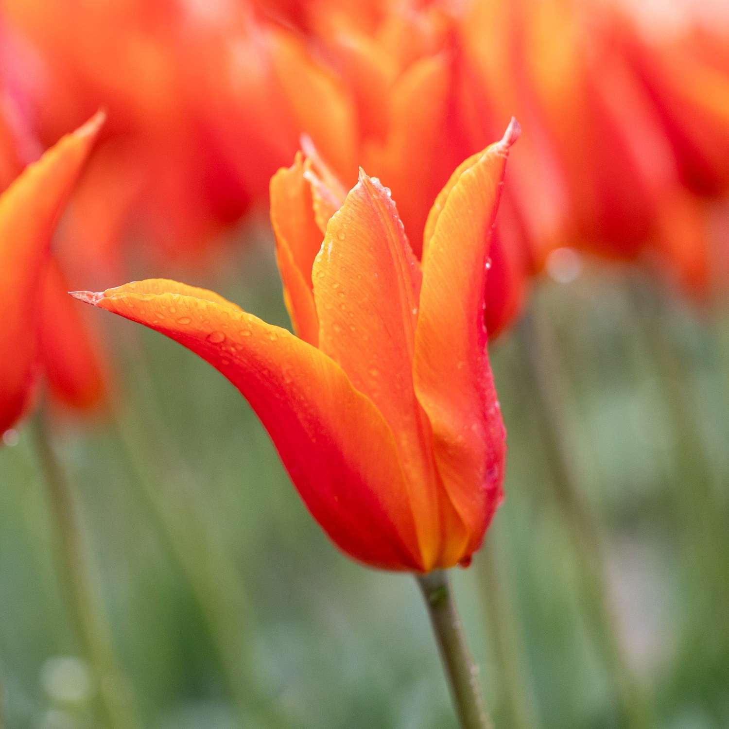 Tulpe 'Ballerina' - Tulipaner